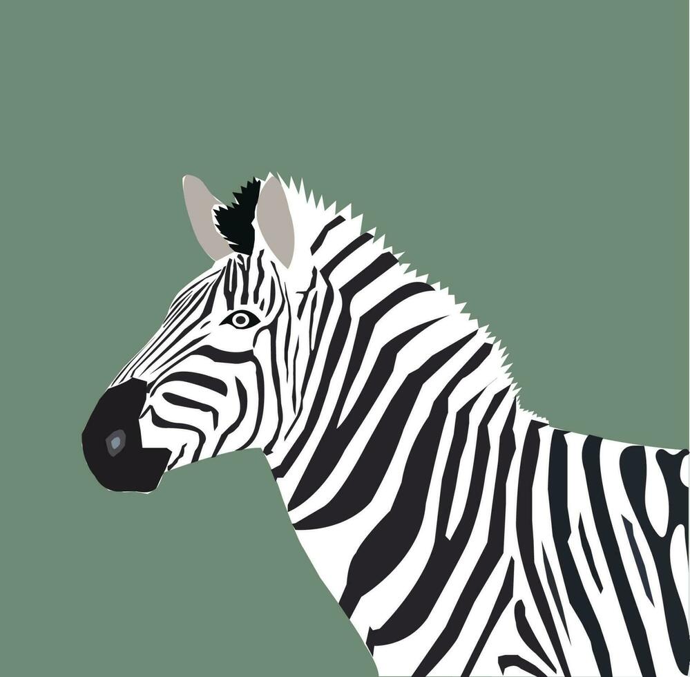 Zebra Isolated zebra Illustration on Greay background vector