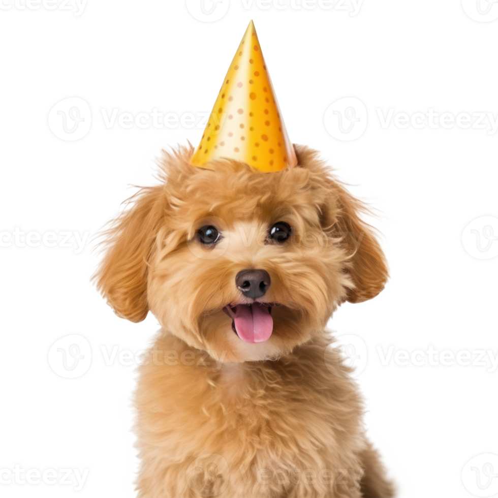 Fluffy dog with birthday cap isolated png