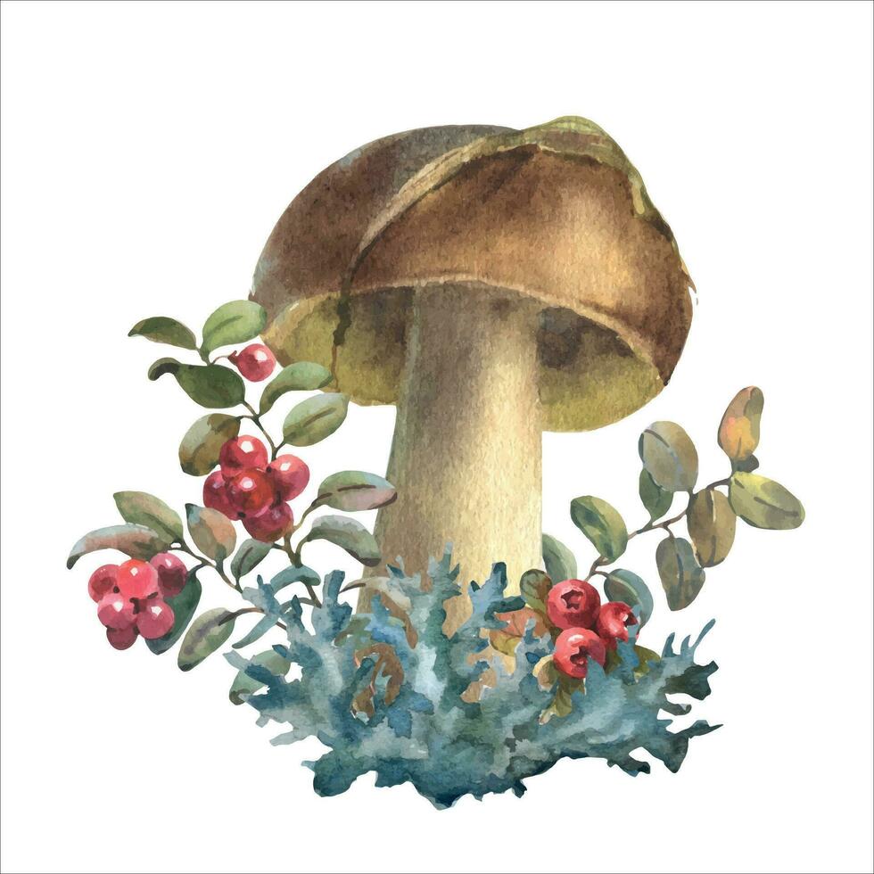 Mushrooms forest boletus with grass, moss and lingonberries. Watercolor illustration, hand drawn, Isolated on a white background. vector