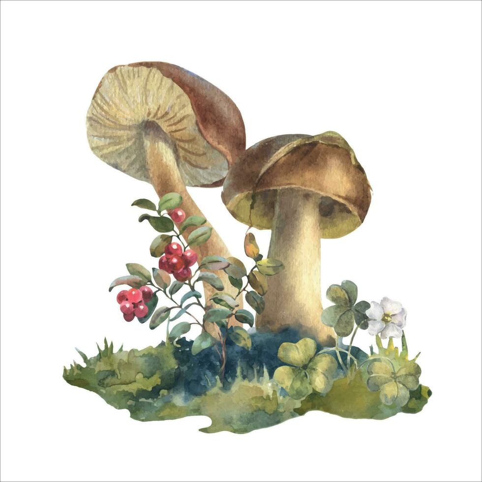 Mushrooms forest boletus with grass, moss and lingonberries. Watercolor illustration, hand drawn vector