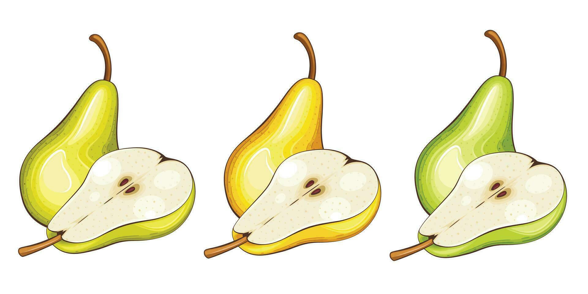 Pear isolated vector illustration. Fruits colorful illustrations isolated on white background.  Fruit collection.