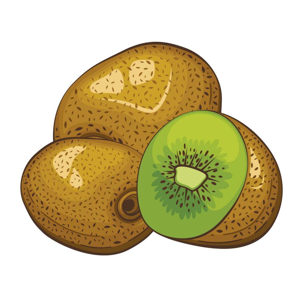 Kiwi isolated vector illustration. Fruits colorful illustrations isolated on white background.  Fruit collection.
