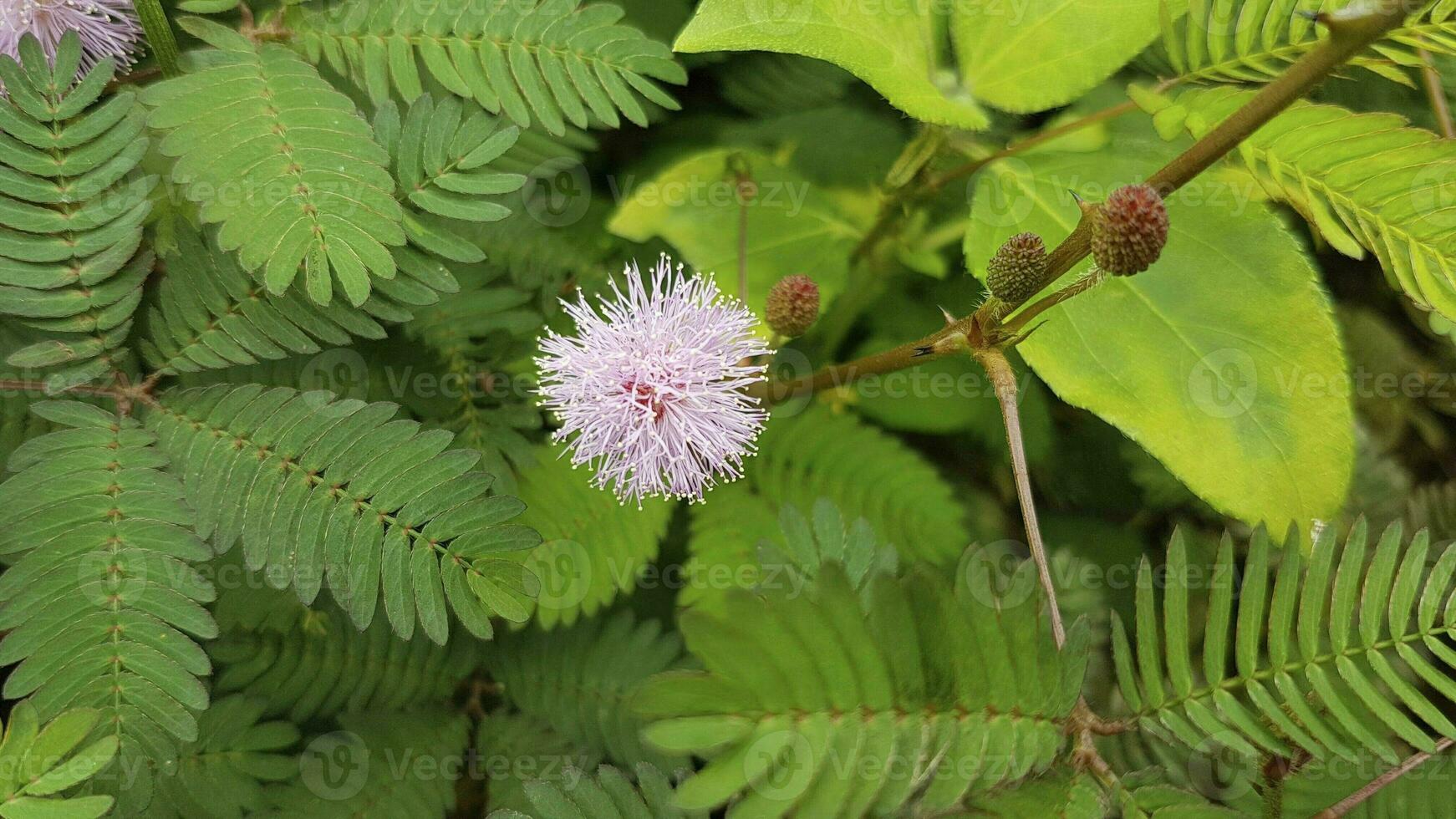 Mimosa pudica flower in the garden, Indonesia. photo