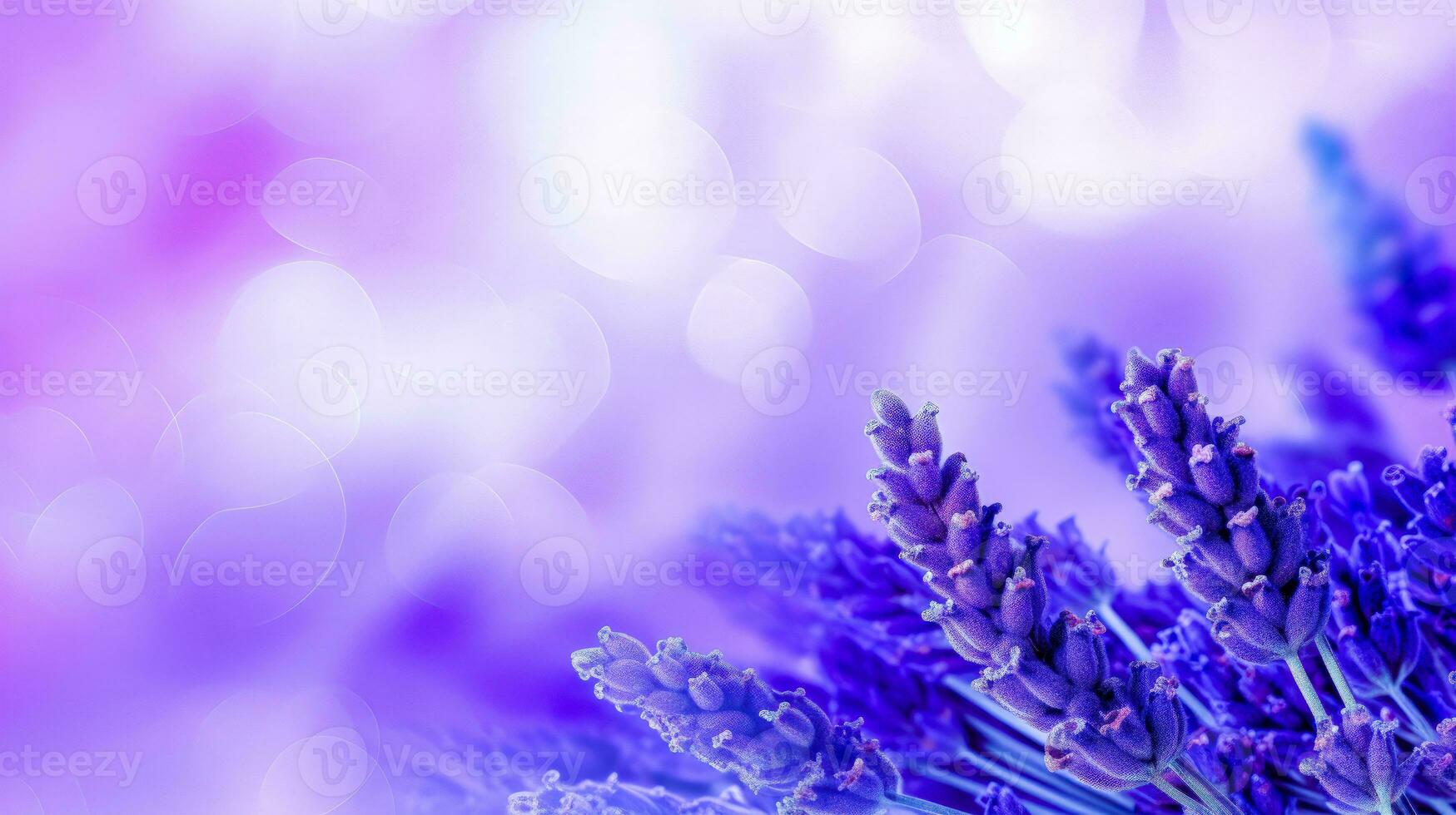 Beautiful Lavender Blossoms on Purple Gradient Fresh and Fragrant Flower Background for Summer or Spring AI Generative photo