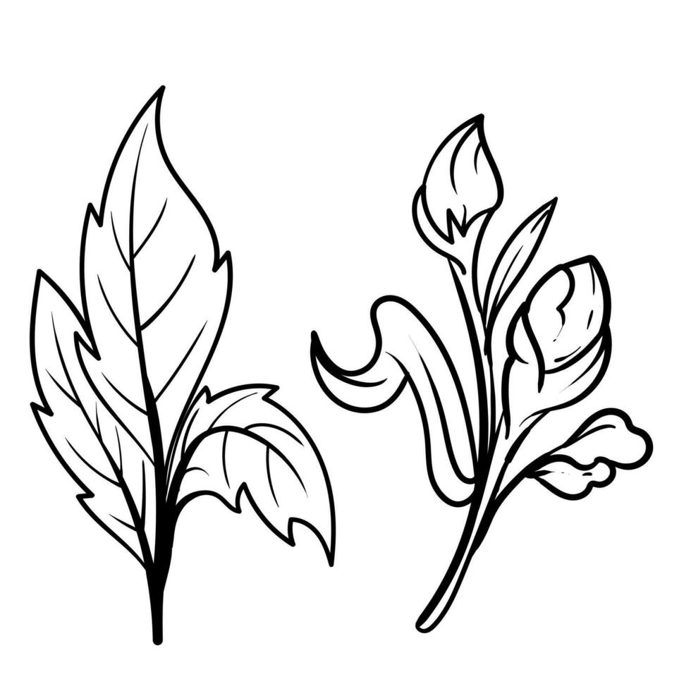 set of Botanical arts. Hand drawn line drawing of abstract flower, floral, rose, tropical leaves, spring and autumn leaf, bouquet of olives vector