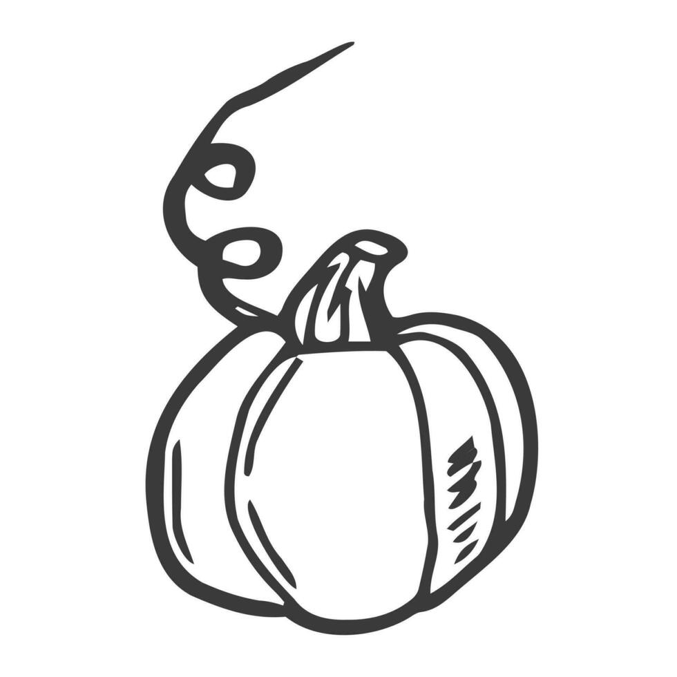 icono de garabato de contorno de calabaza dibujado a mano vectorial. ilustración de boceto de alimentos para impresión, web, móvil e infografía aislado sobre fondo blanco. vector