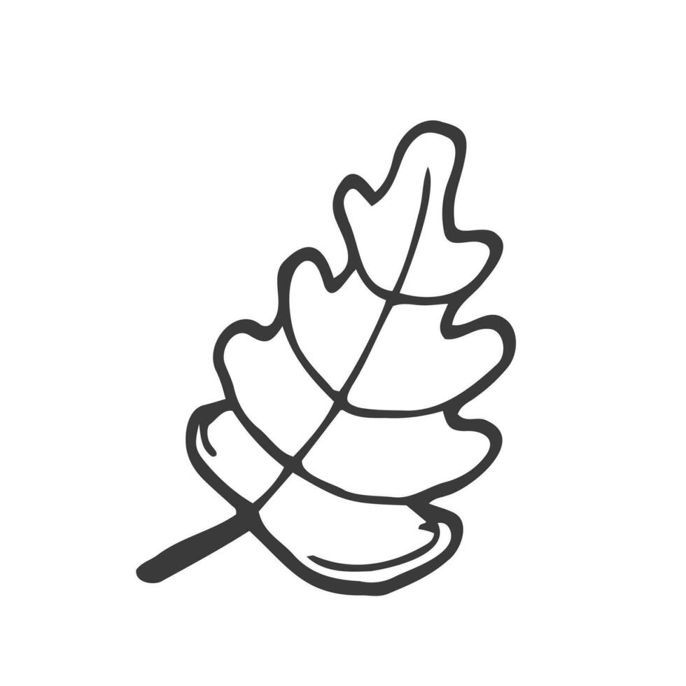 Single hand drawn oak leaf . Doodle vector illustration isolated on white background