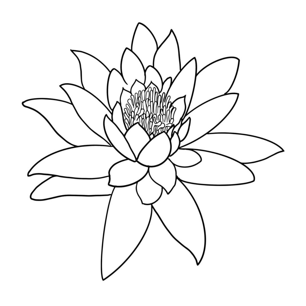 lotus on white background, vector