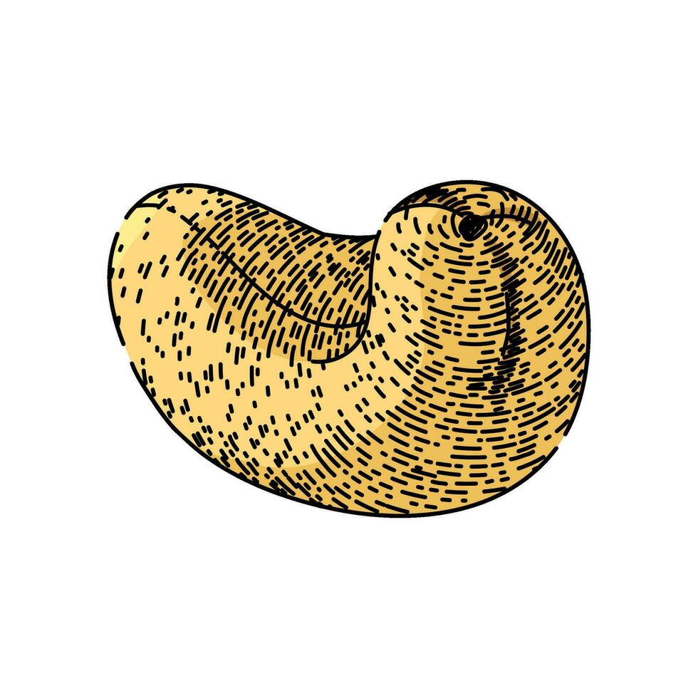 raw cashew nut sketch hand drawn vector