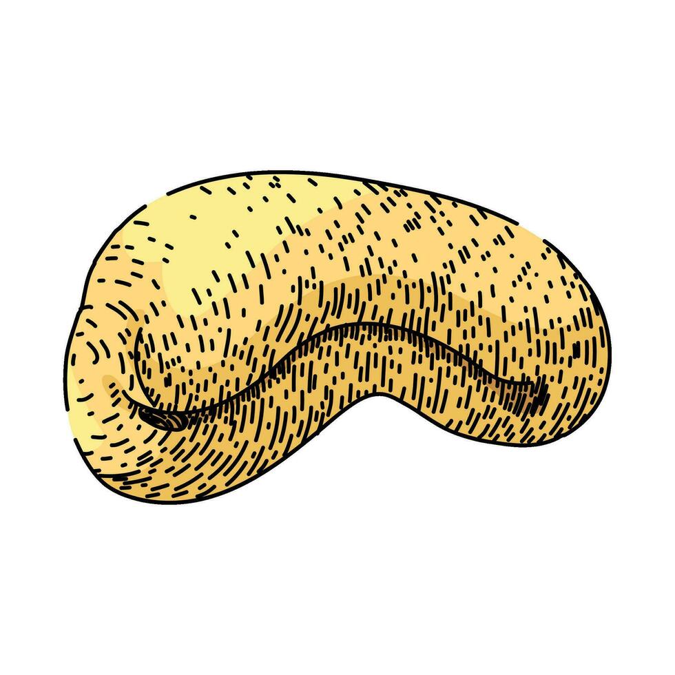 roasted cashew nut sketch hand drawn vector