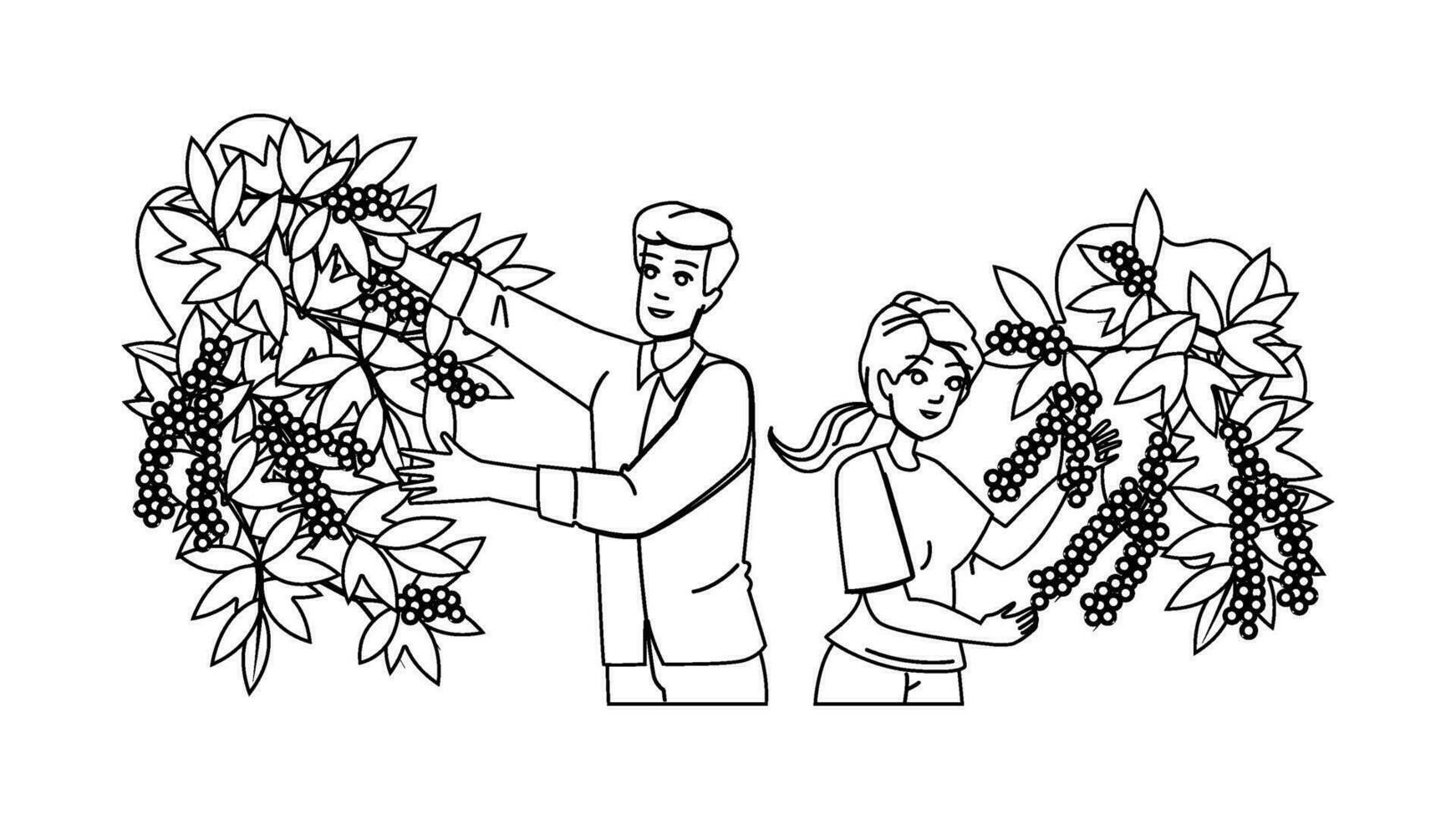 coffee harvest vector