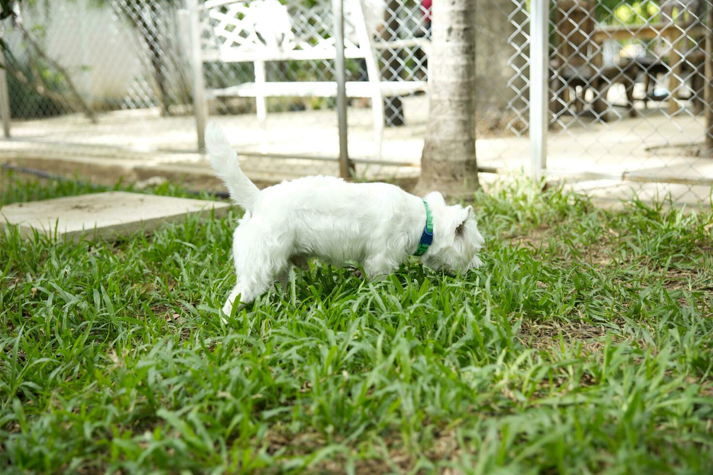 cerca arriba mullido graso piel blanco Yorkshire terrier , cockapoo cara con perro Correa jugando en perro parque foto