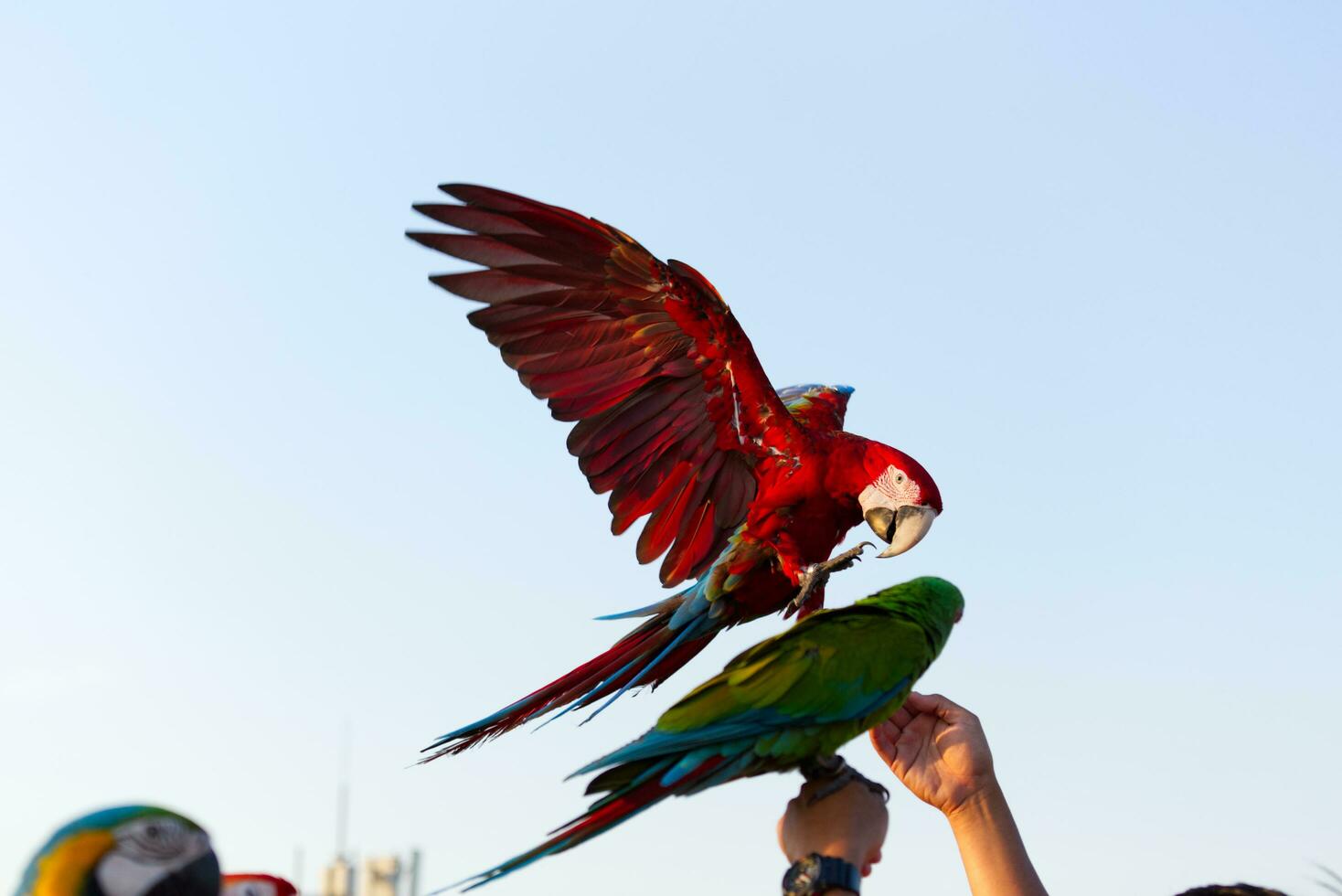 colorful scarlet  Yellow green  macaw parrot and Sun Conure  flying with group in bright blue sky background photo