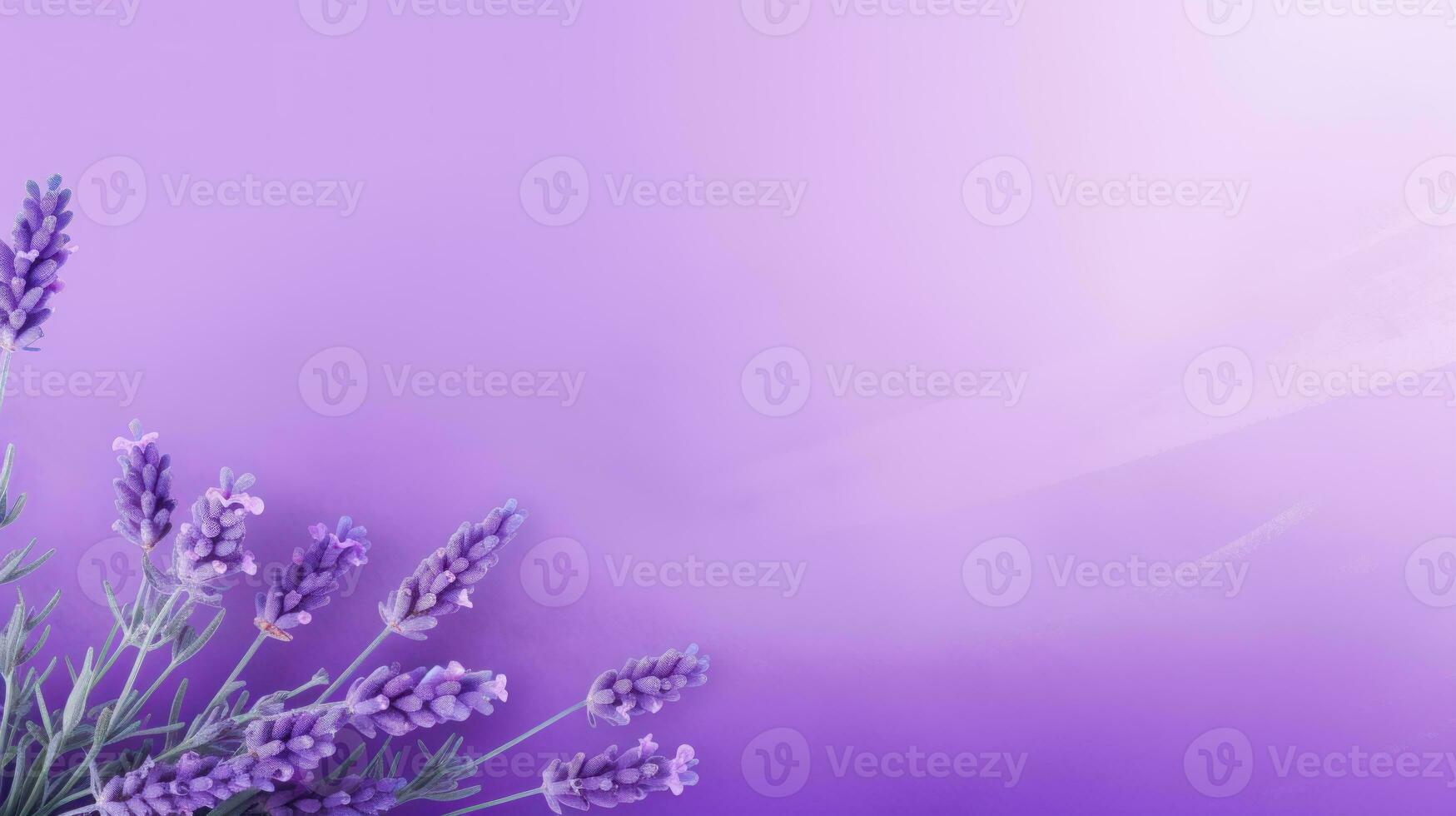 A Stunning and Elegant Design of a Lavender Flower on a Pink and Purple Background AI Generated photo