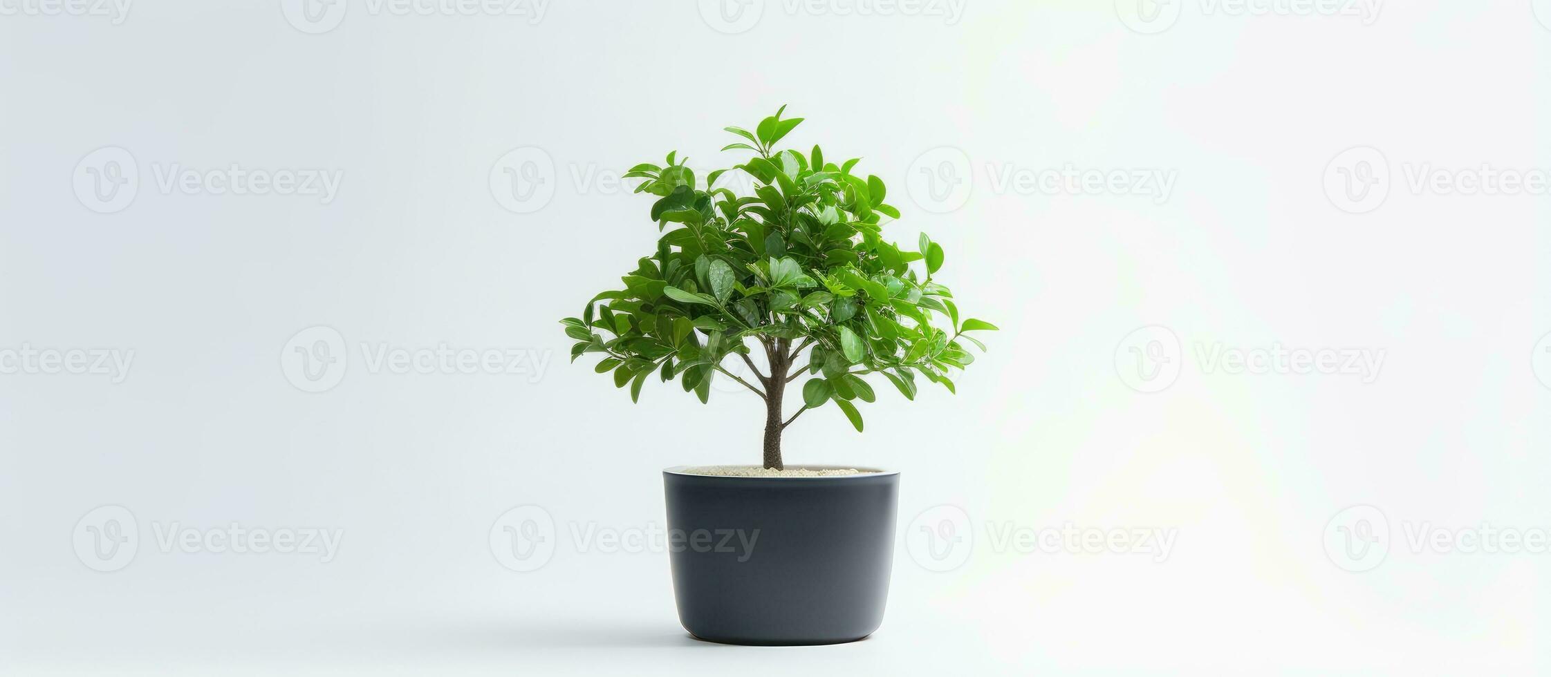Plastic tree in a pot white background photo
