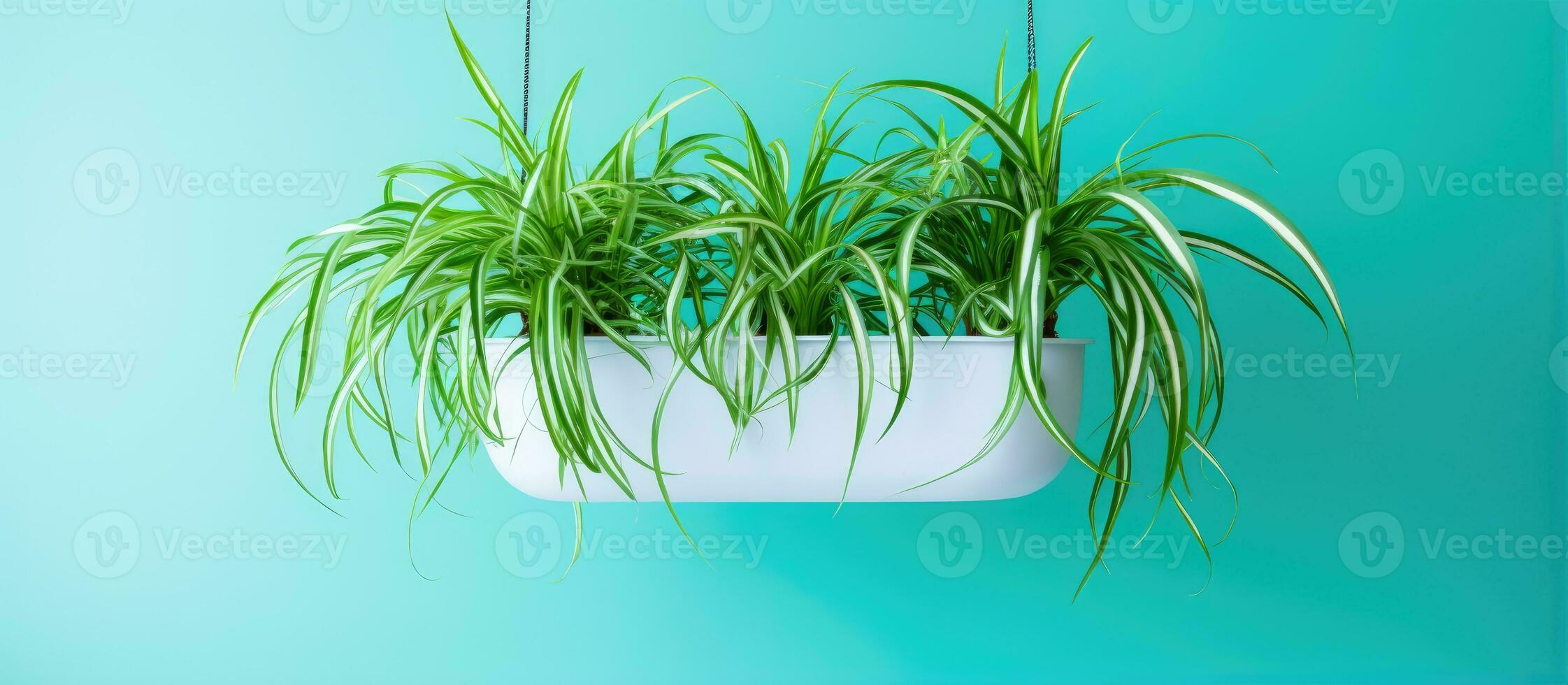 Thriving indoor spider plant in vivid green photo