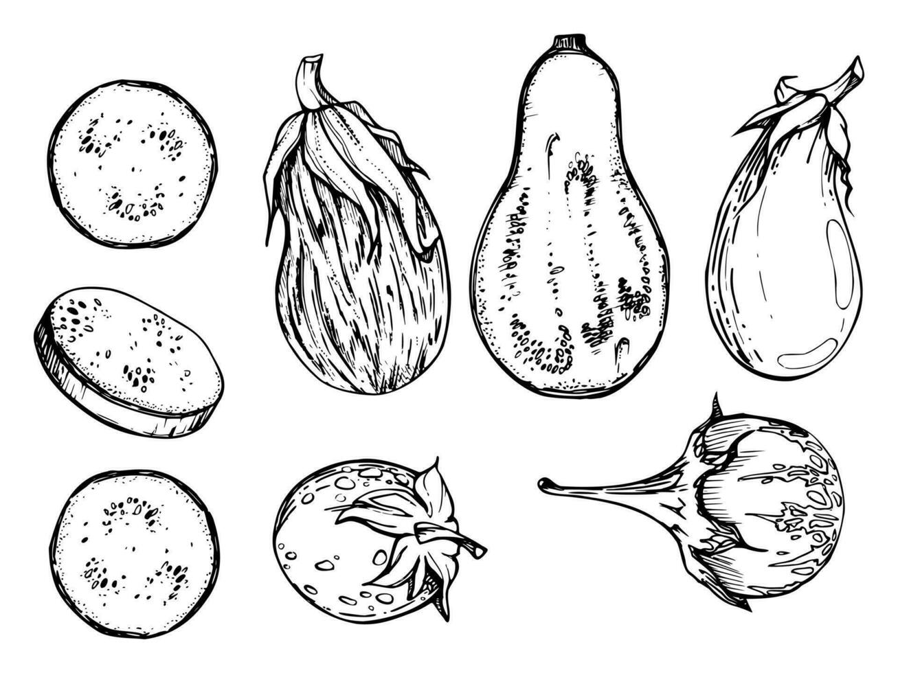 Hand drawn ink vector eggplant aubergine gourd squash. Sketch illustration art for Thanksgiving, harvest, farming. Isolated object, outline. Design for restaurant menu print, cafe, website, invitation