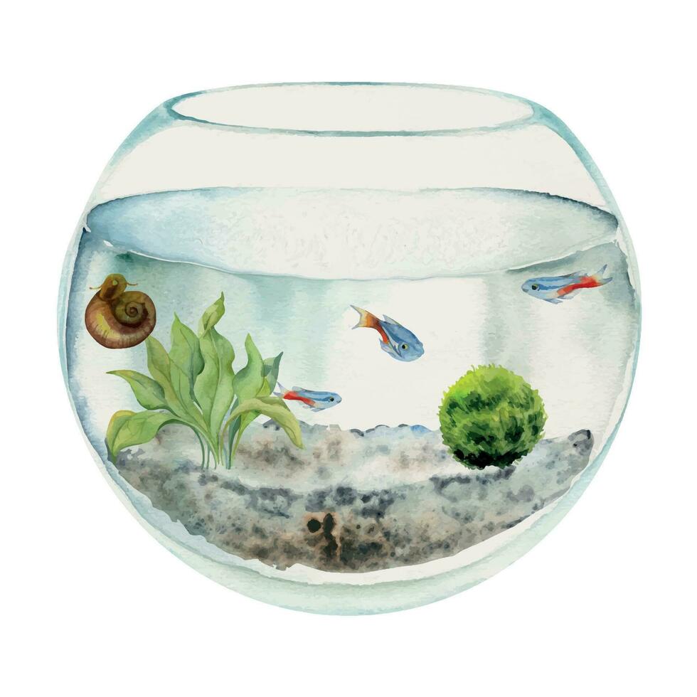 Hand drawn watercolor aquarium fish, algae, bog wood in round fishbowl. Marine exotic underwater illustration. Isolated on white background. Design for shops, brochure, print, card, wall art, textile. vector