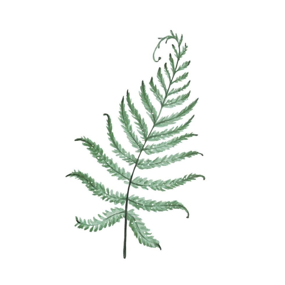 Watercolor green fern leaf isolated vector