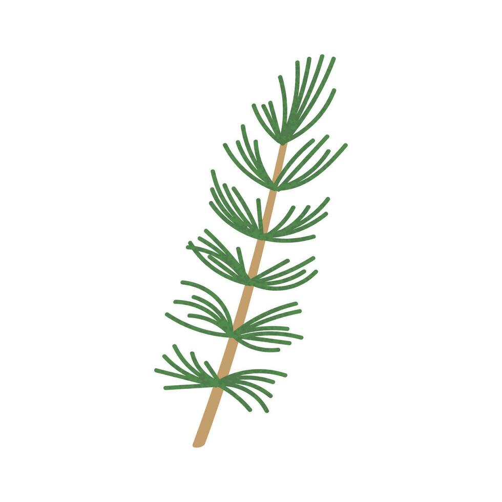 Fir Branch Illustration vector