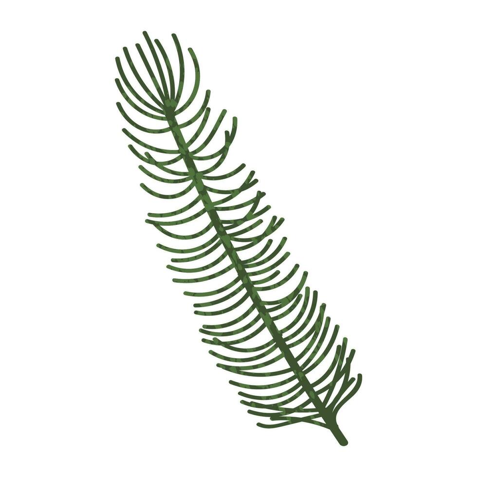 Fir Branch Illustration vector
