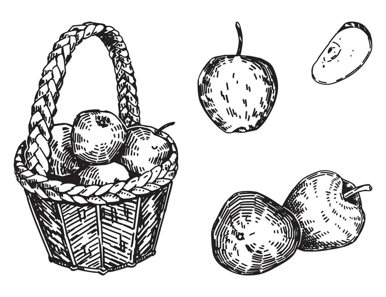 contorno clipart conjunto de manzanas frutas garabatos de otoño jardín cosecha. mano dibujado vector ilustraciones colección aislado en blanco.