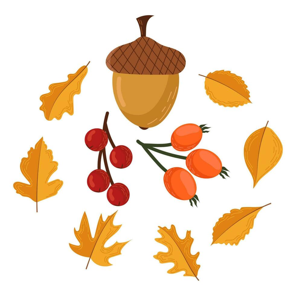 Set of vector illustrations of autumn elements of acorn, rose hips, berries and leaves on a white background.