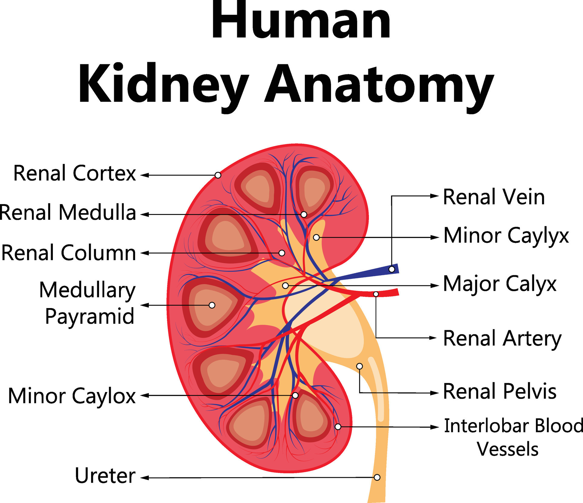 Human internal organs system people body internal organs illustration Biology Diagrams