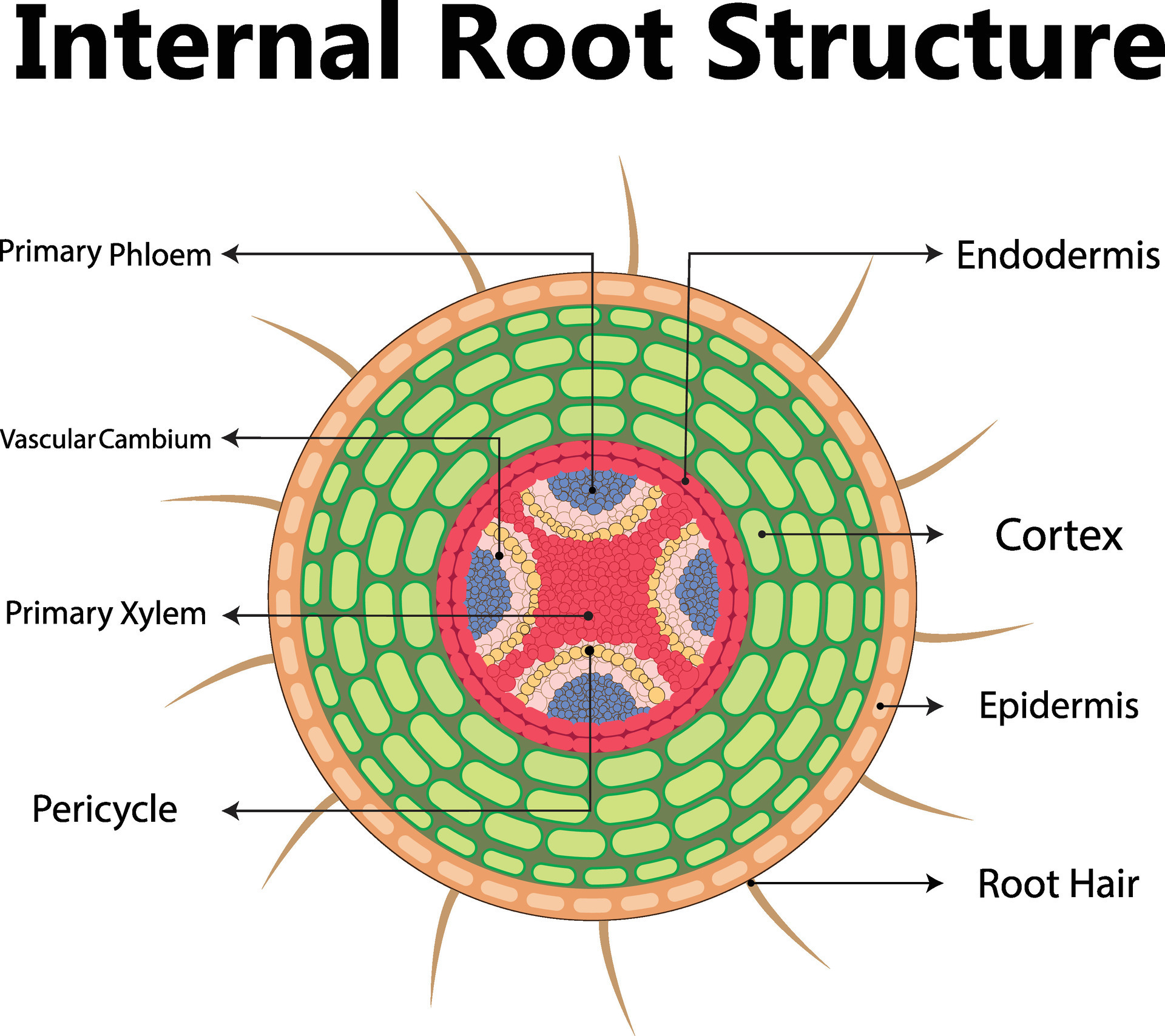 Plant anatomy with structure and internal side view parts outline