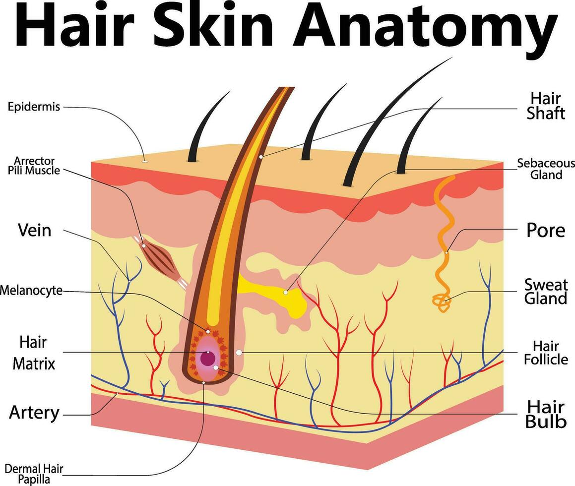 piel anatomía. humano normal piel dermis, epidermis adiposo capas reciente vector biología infografía