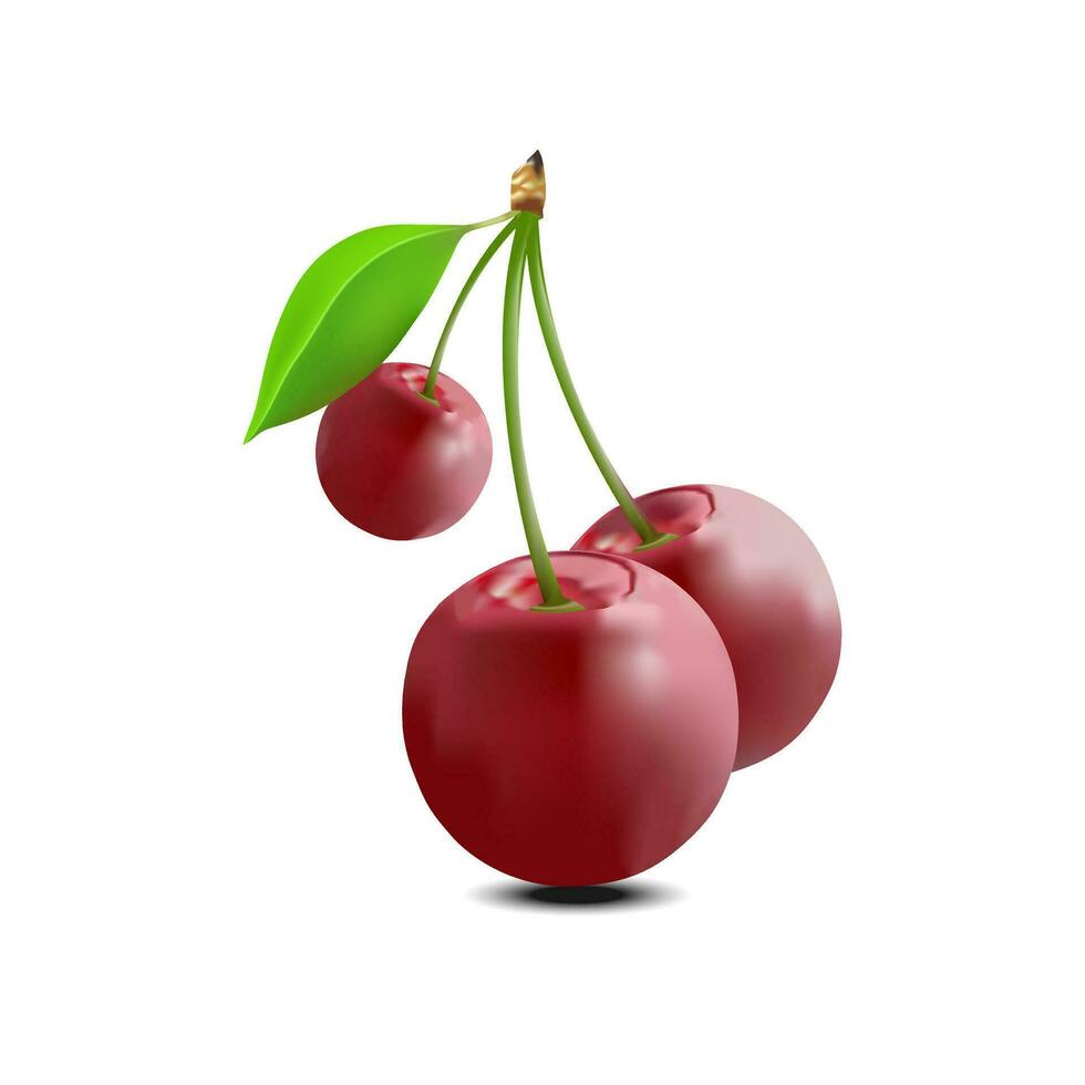 Red cherry, fruit vector illustration Modern realistic style, cherry on white background.