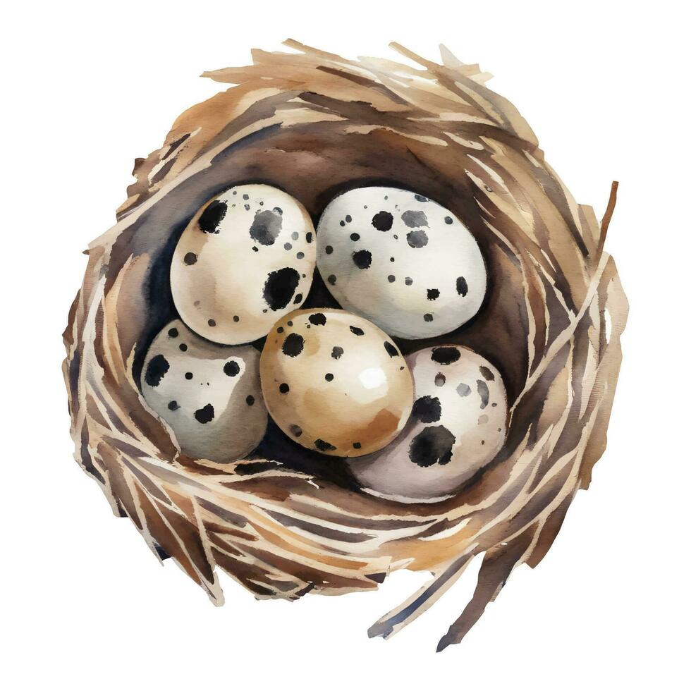 Quail Eggs in The Nest Isolated Hand Drawn Watercolor Painting Illustration vector