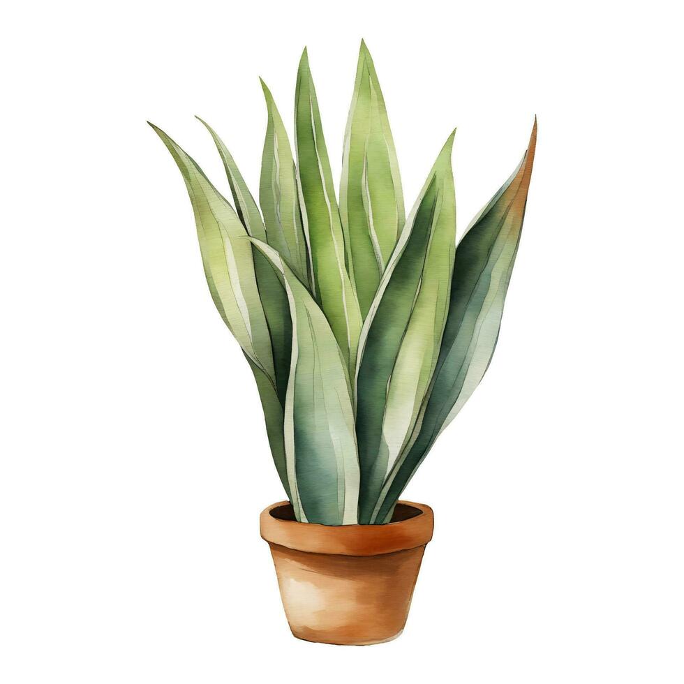 Snake Plant Sansivieria Dracaena trifasciata in Clay Pot Isolated Hand Drawn Watercolor Painting Illustration vector