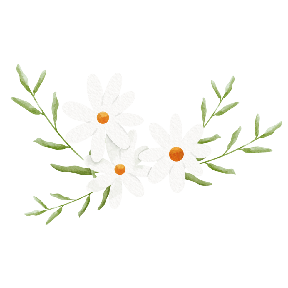Daisy Flower Clipart png