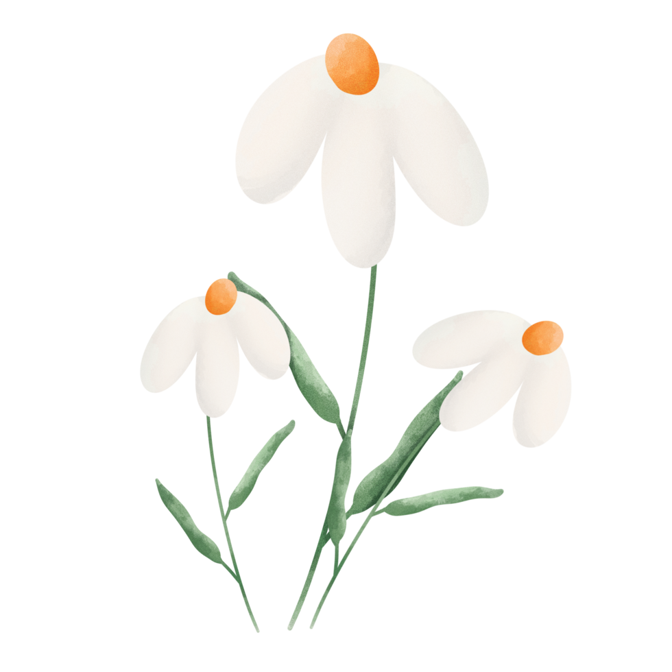 Daisy Flower Clipart png