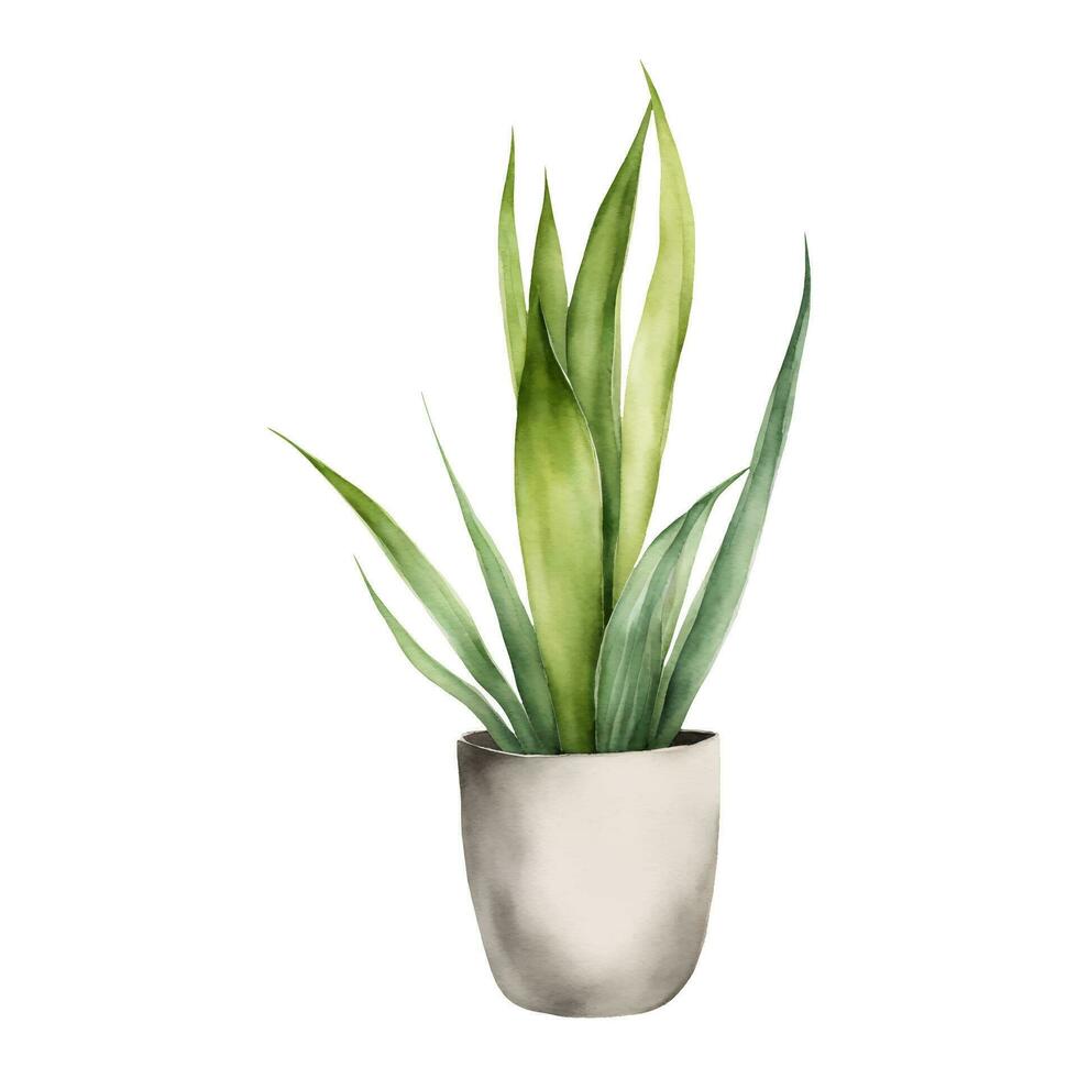 Snake Plant Sansivieria Dracaena trifasciata in White Pot Isolated Hand Drawn Watercolor Painting Illustration vector