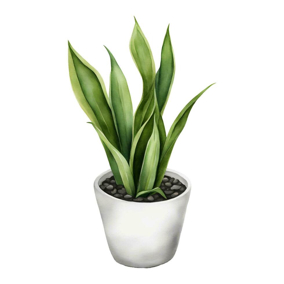 Snake Plant Sansivieria Dracaena trifasciata in White Pot Isolated Hand Drawn Watercolor Painting Illustration vector