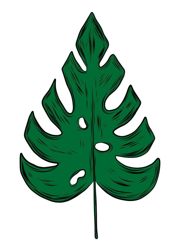 Monstera leaf in sketch style vector