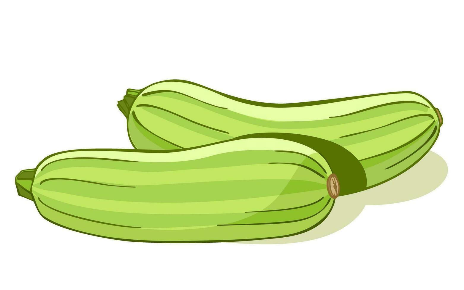 Fresh zucchini color illustration isolated on background. Veggies squash. Vector vegetable marrow. Organic eco food. Fresh whole vegetable.