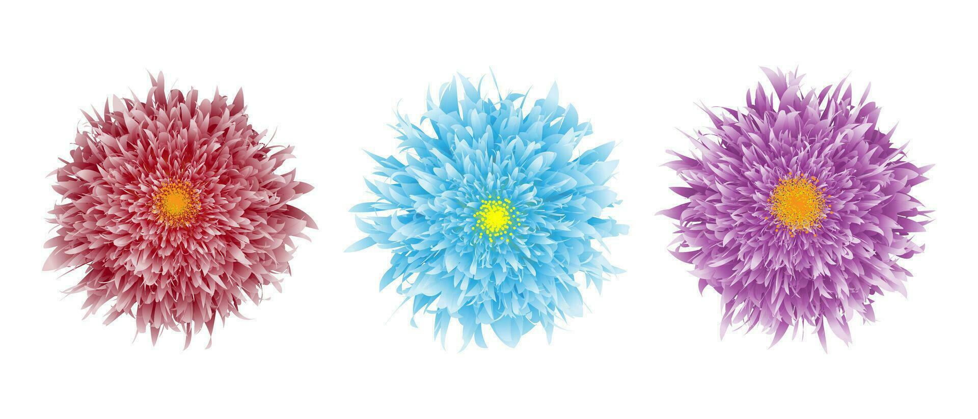 Three flowers closeup of red, blue, purple. Aster flower head isolated. Floral vector illustration.