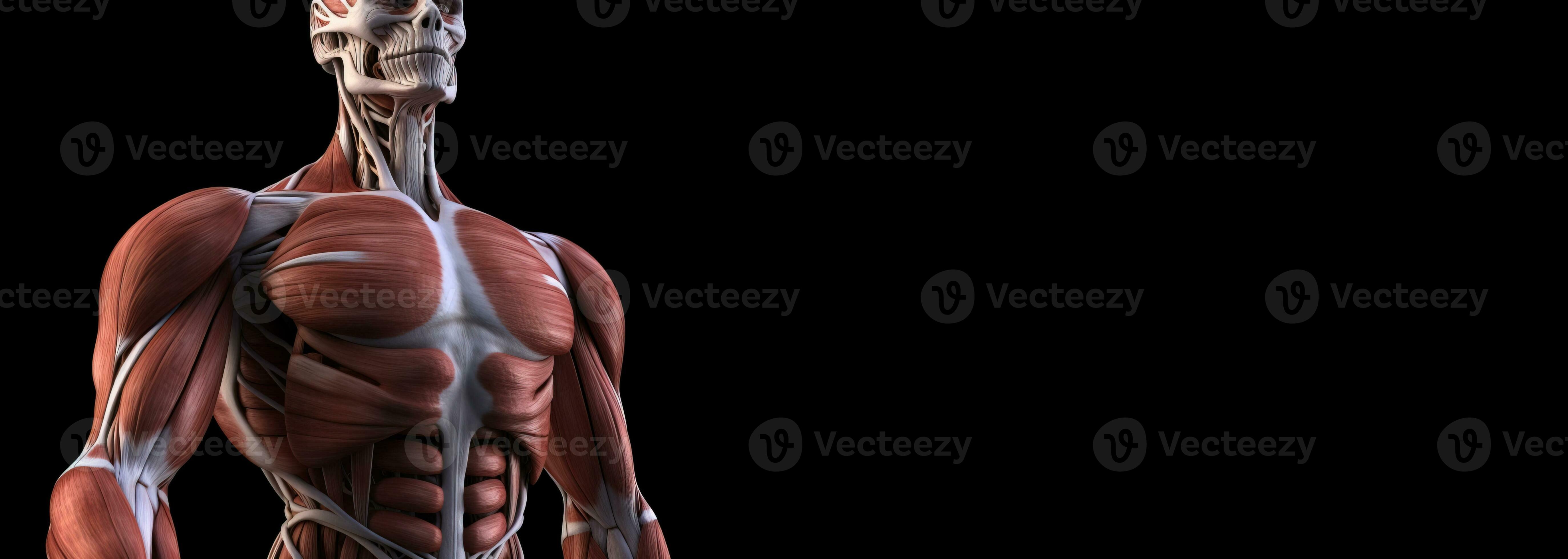 Anatomical structure of muscular system of human body, dark background
