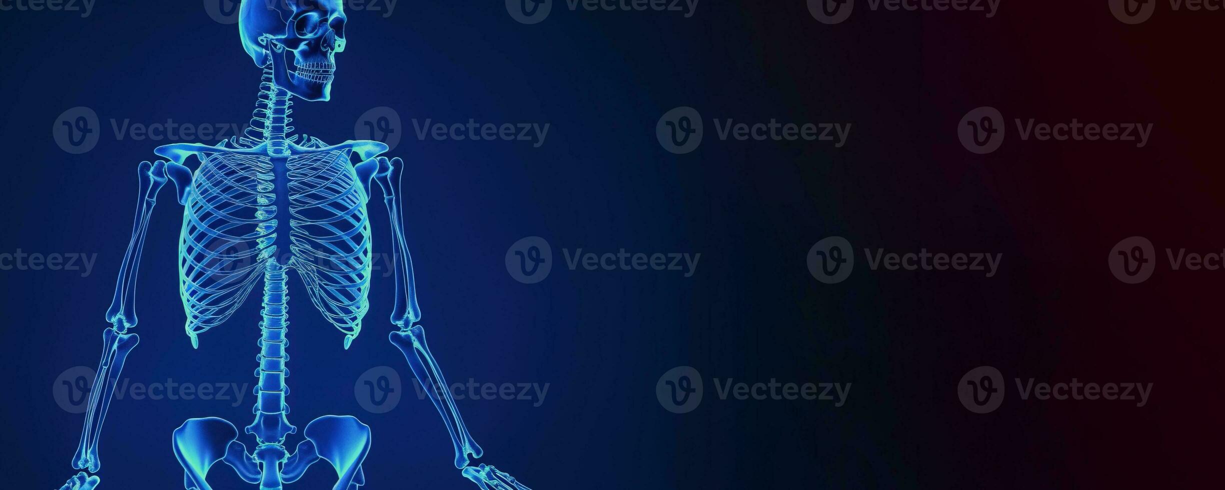 Human skeleton in lamp light, blue background. Scientific body anatomy. AI generated. photo