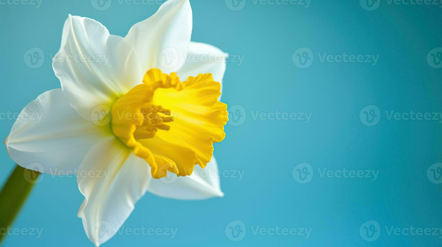 Yellow white daffodil, narcissus, jonquil flower close up on bright blue background with copy space for text. Blank template for Mother's day, women's day, Generative AI photo