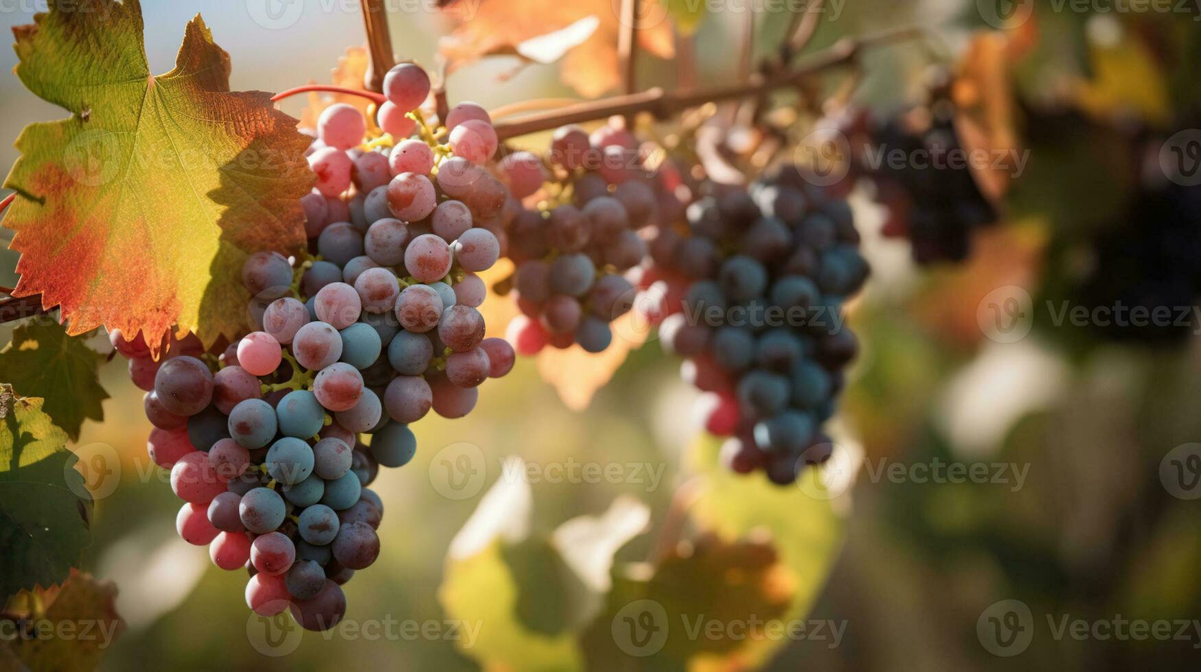 Vineyard in october. Bunches of grapes on branches. Close up, AI Generative photo