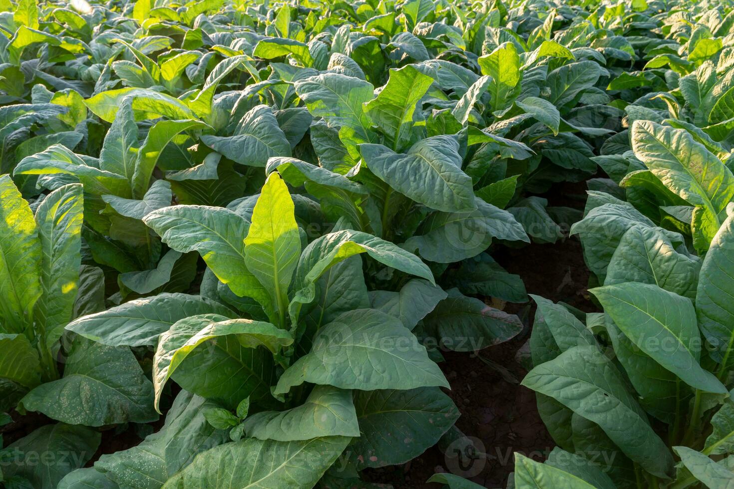 grande creciente tabaco hojas esperando a ser cosechado en el tabaco campos. foto