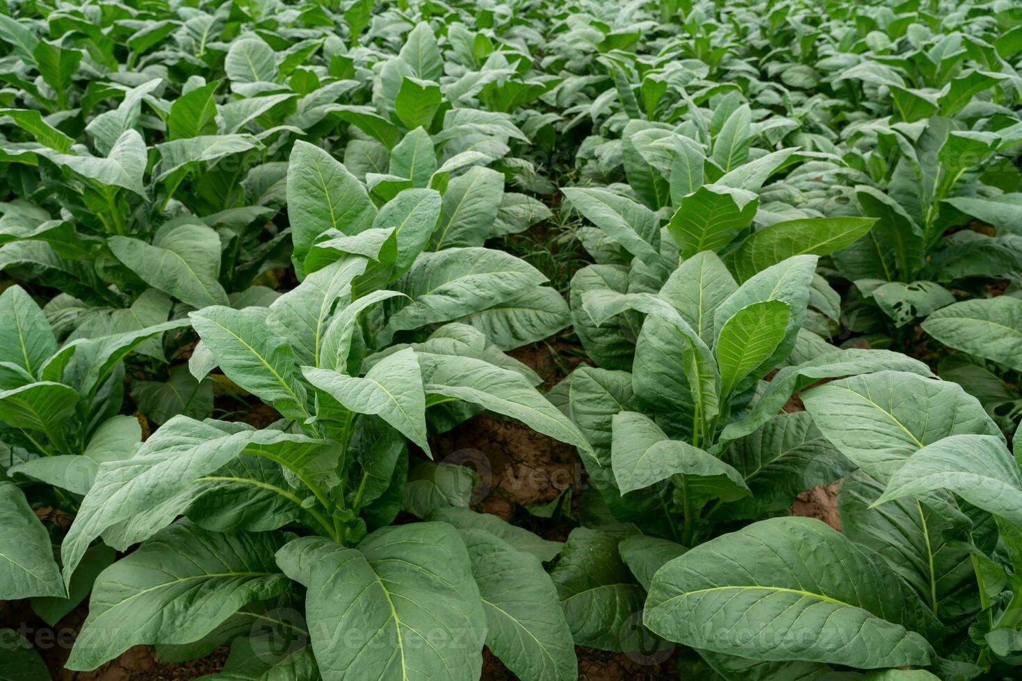 tabaco plantas creciente en el campos, agricultura de tabaco industria. foto