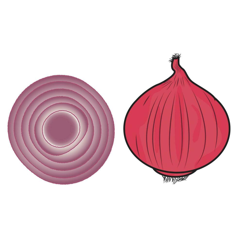 Onion. Whole onion and cut onion. Flat simple design. Red onion illustration set vector