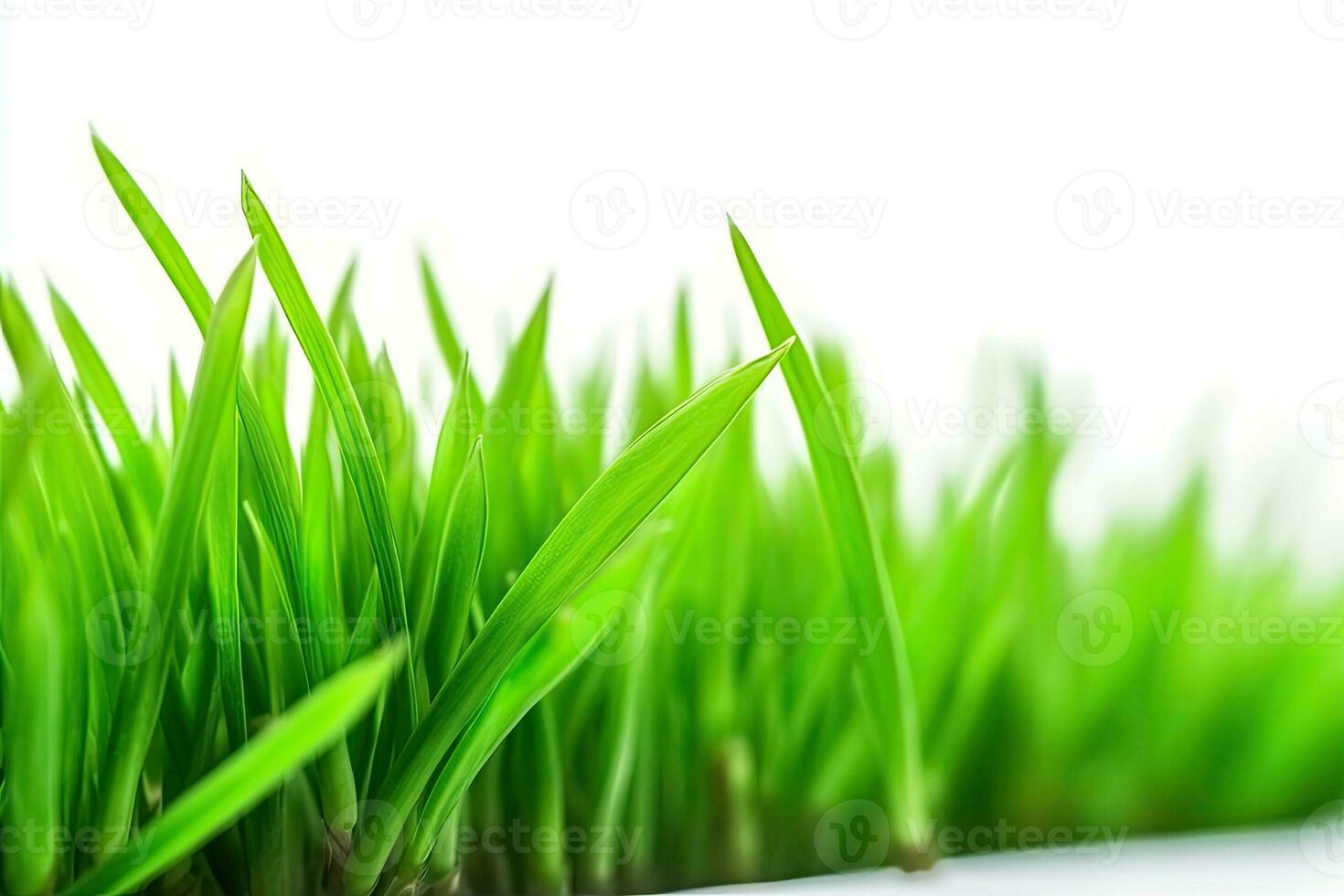 fresh green grass blades on a white background photo