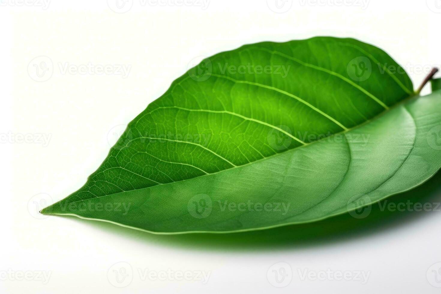 single green leaf isolated on a white background photo