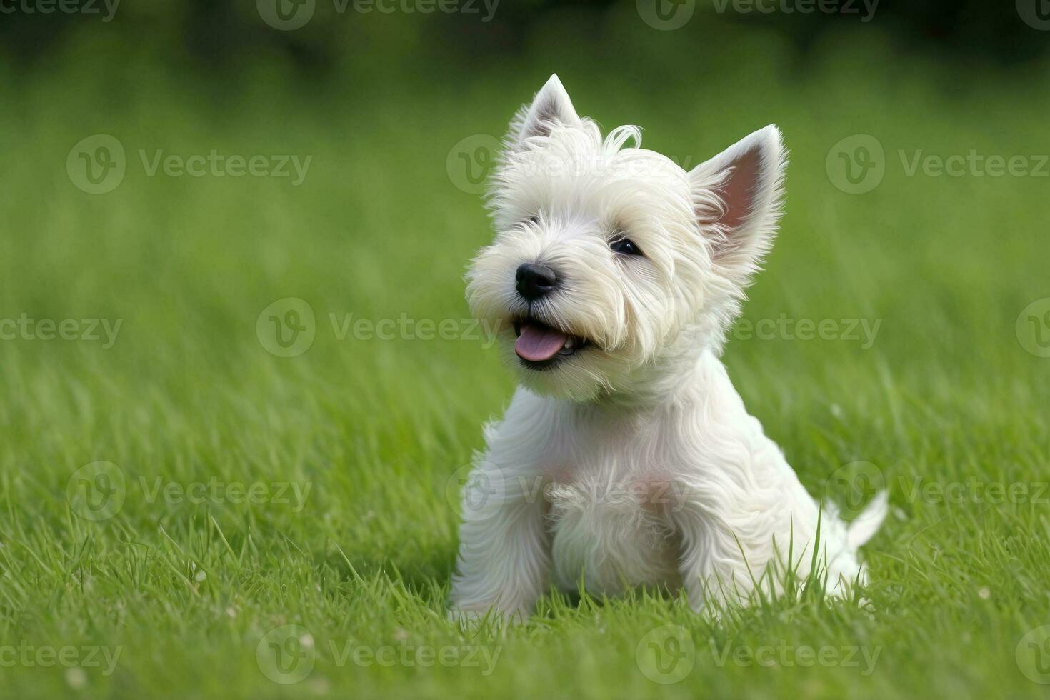 small white dog sitting on a vibrant green field photo